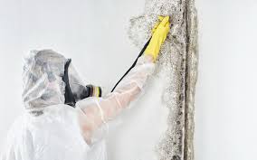 Professional Mold Removal & Remediation in Nolensville, TN